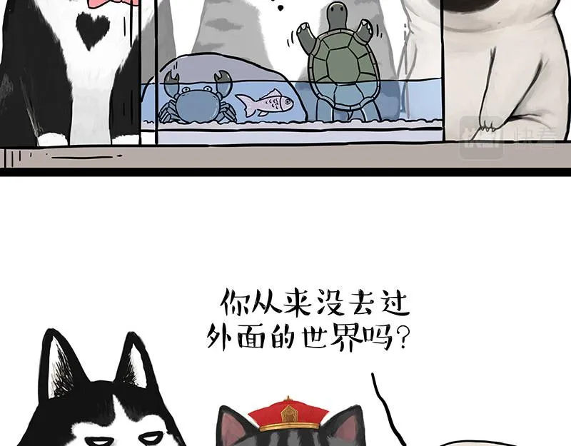 吾皇巴扎黑漫画全集免费观看漫画,第298话 龟与狗与世界1图