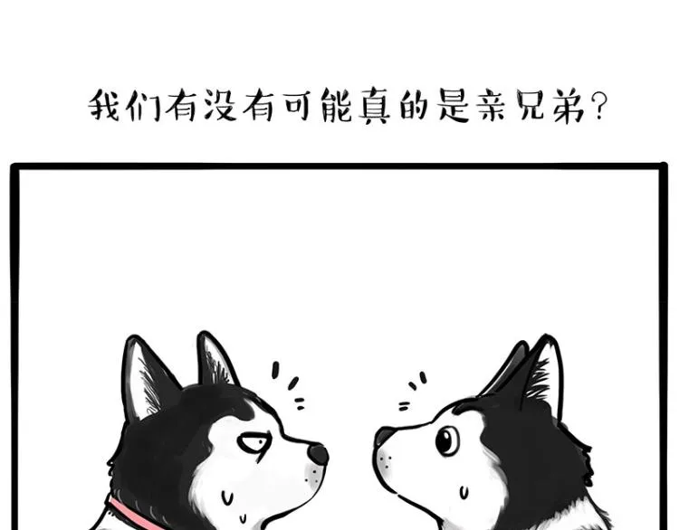 吾皇巴扎黑环游世界盲盒漫画,第287话 真假牛能？！1图