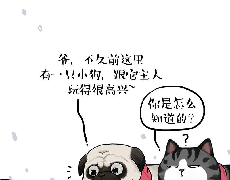 吾皇猫漫画,第362话 去找狗！4图