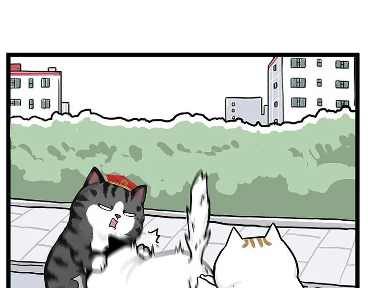 第277话 猫斗猫4