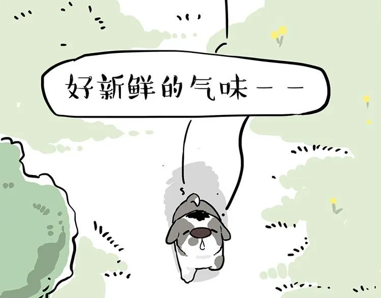 吾皇巴扎黑简介漫画,第270话 胖老猫你个大骗子！5图