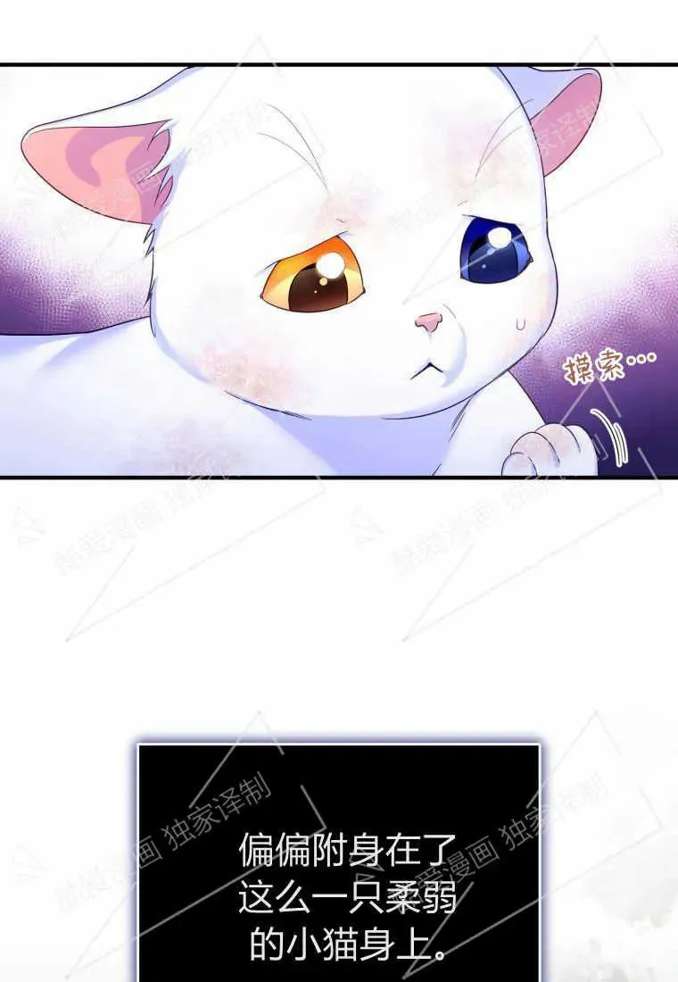 成为苏尔坦珍爱的猫咪漫画免费观看漫画,第02话3图