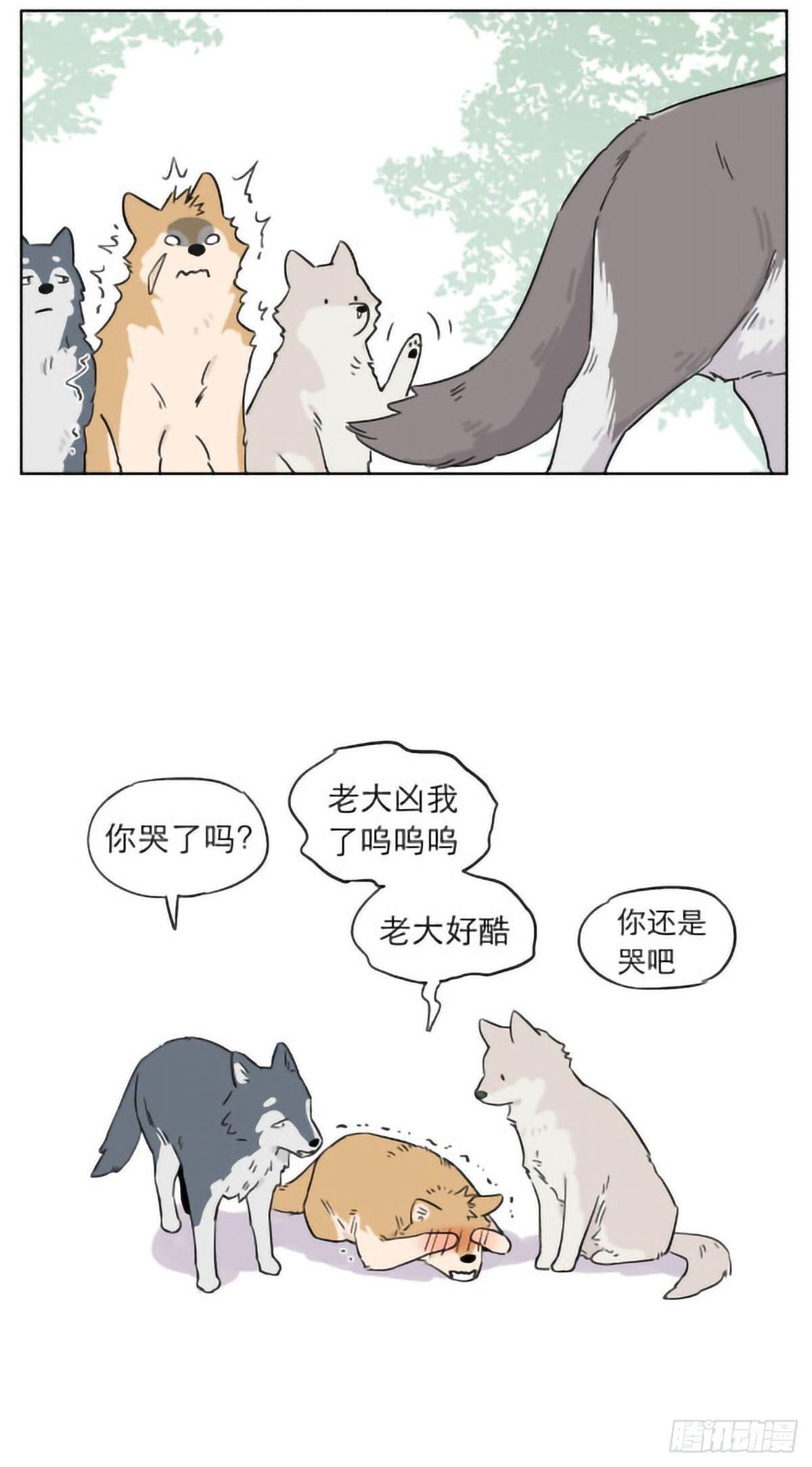 捡了东西的狼完整版漫画,狼群里的小弟们 ​​​5图