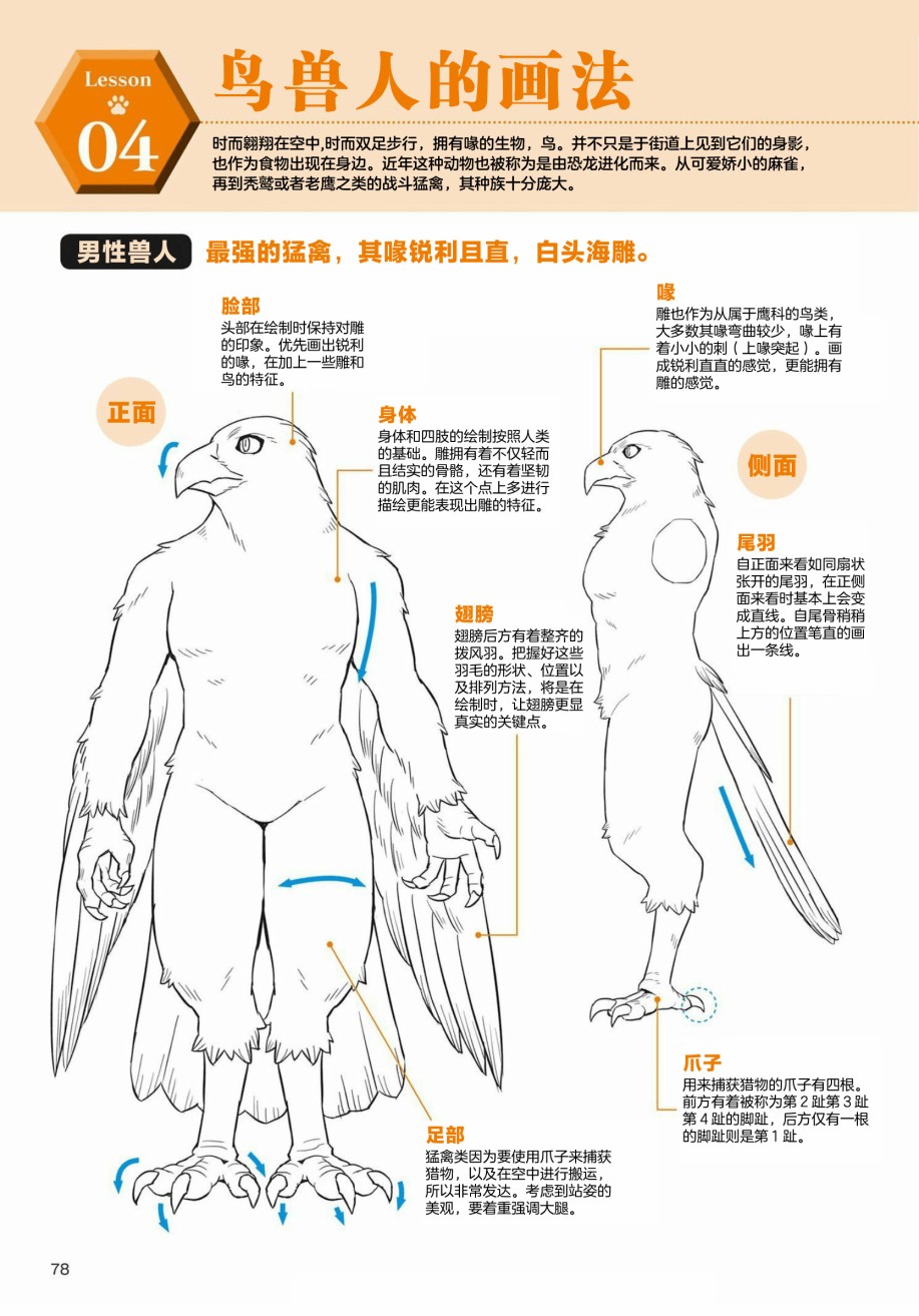 第3.1话天空生物鸟兽人的画法1