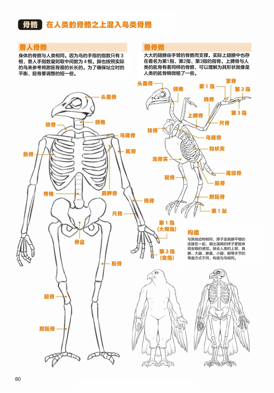 第3.1话天空生物鸟兽人的画法3