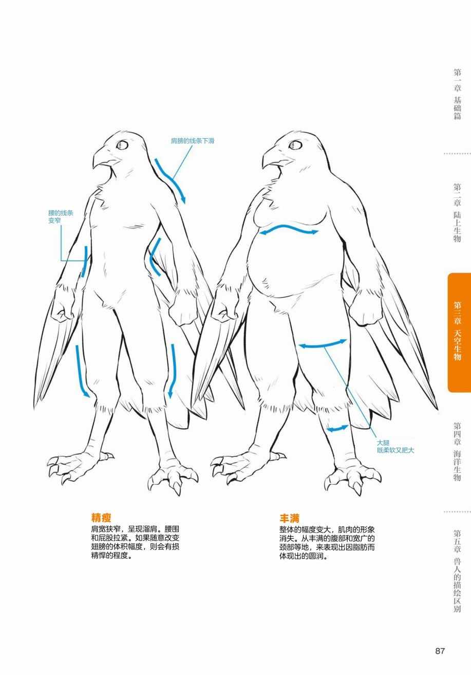 第3.1话天空生物鸟兽人的画法0