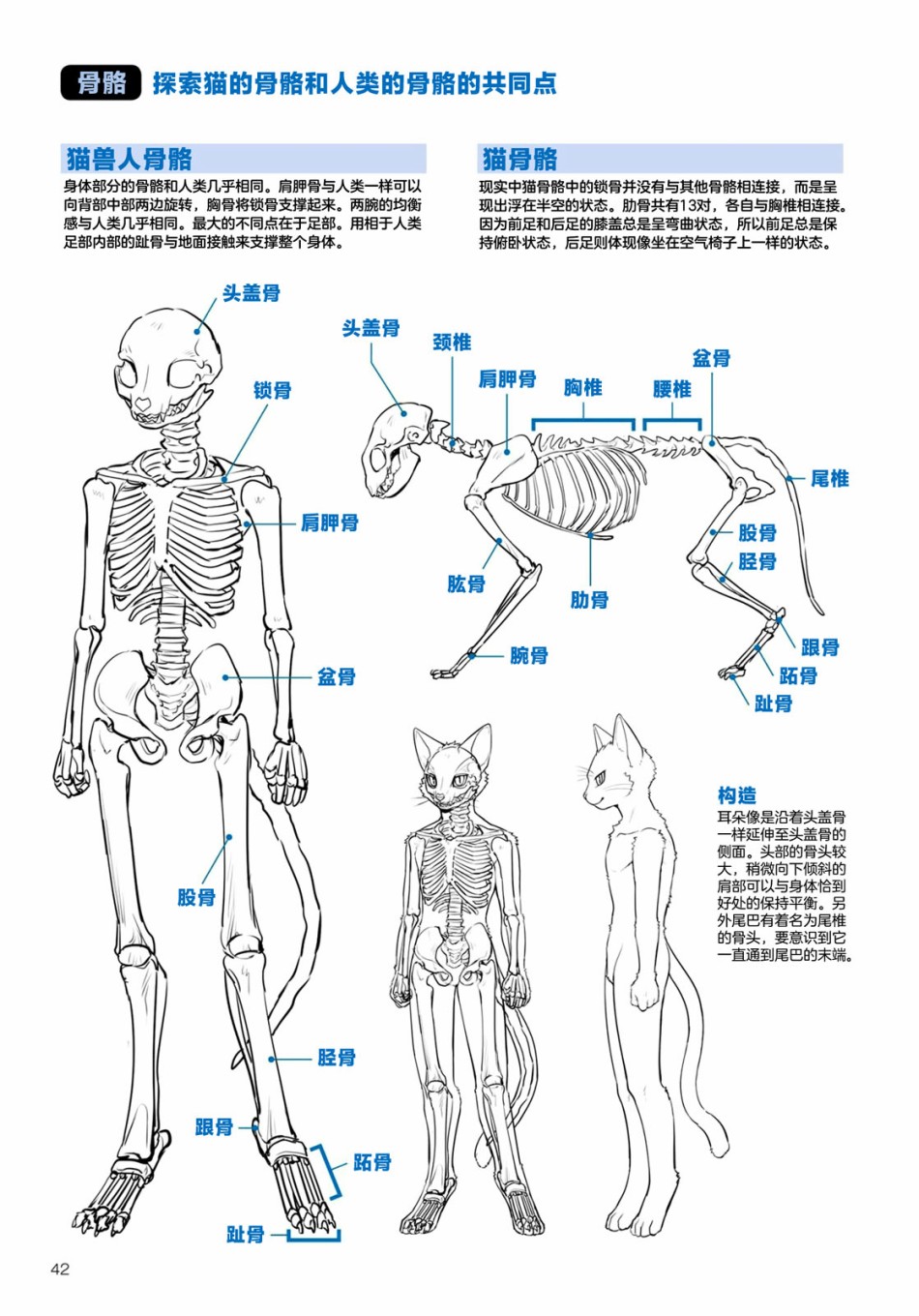 兽人的描绘方法 -从真实系兽人到抽象系兽人漫画,第2.2话陆上生物猫兽人的描绘方法3图