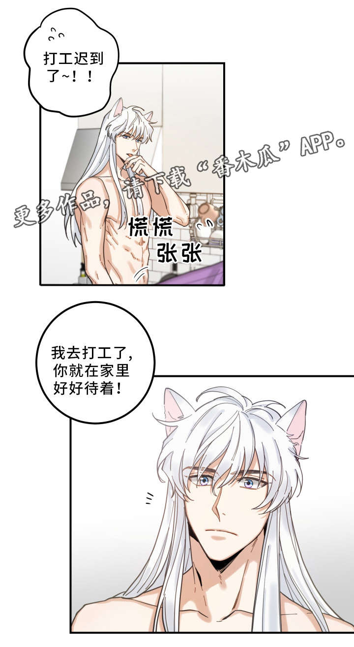 亲爱的喵君漫画,第6章：猫呢5图