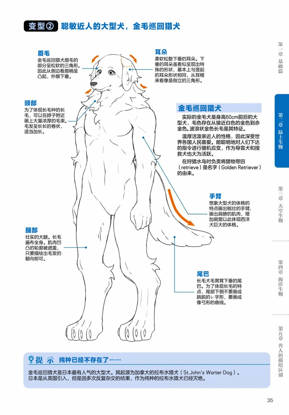 兽人的描绘方法 -从真实系兽人到抽象系兽人漫画,第2话陆上生物犬兽人的描绘方法5图