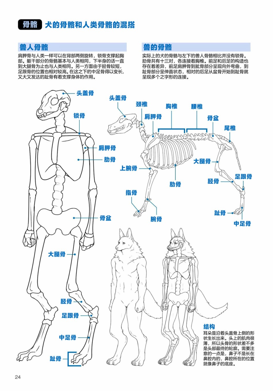 兽人的描绘方法 -从真实系兽人到抽象系兽人漫画,第2话陆上生物犬兽人的描绘方法4图