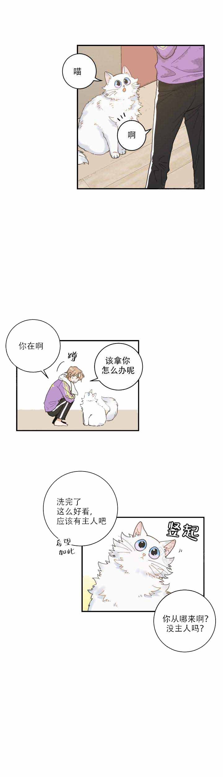 我唯一的猫猫漫画免费漫画,第6话1图