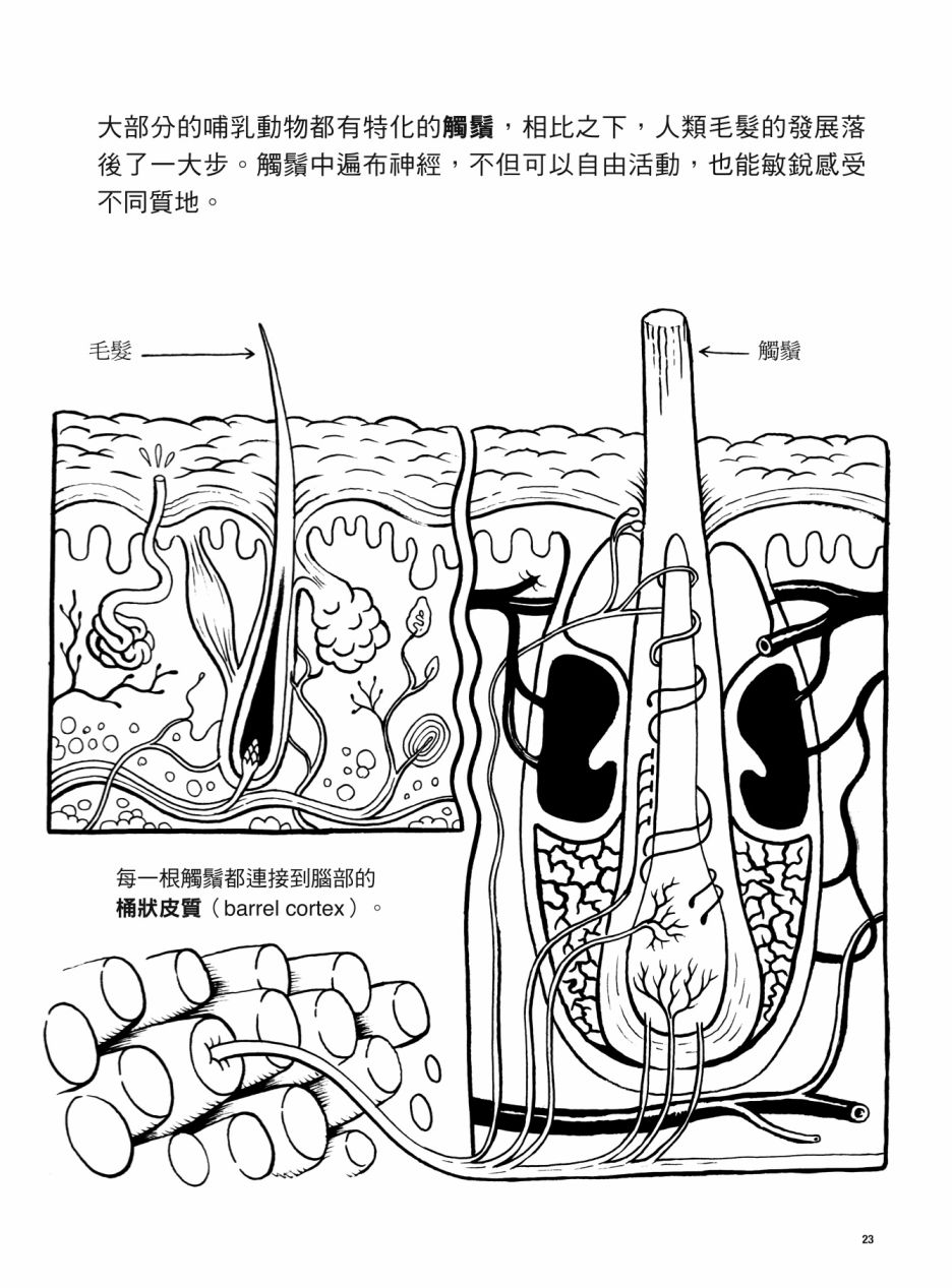 看漫画了解人体感官漫画,第1卷3图