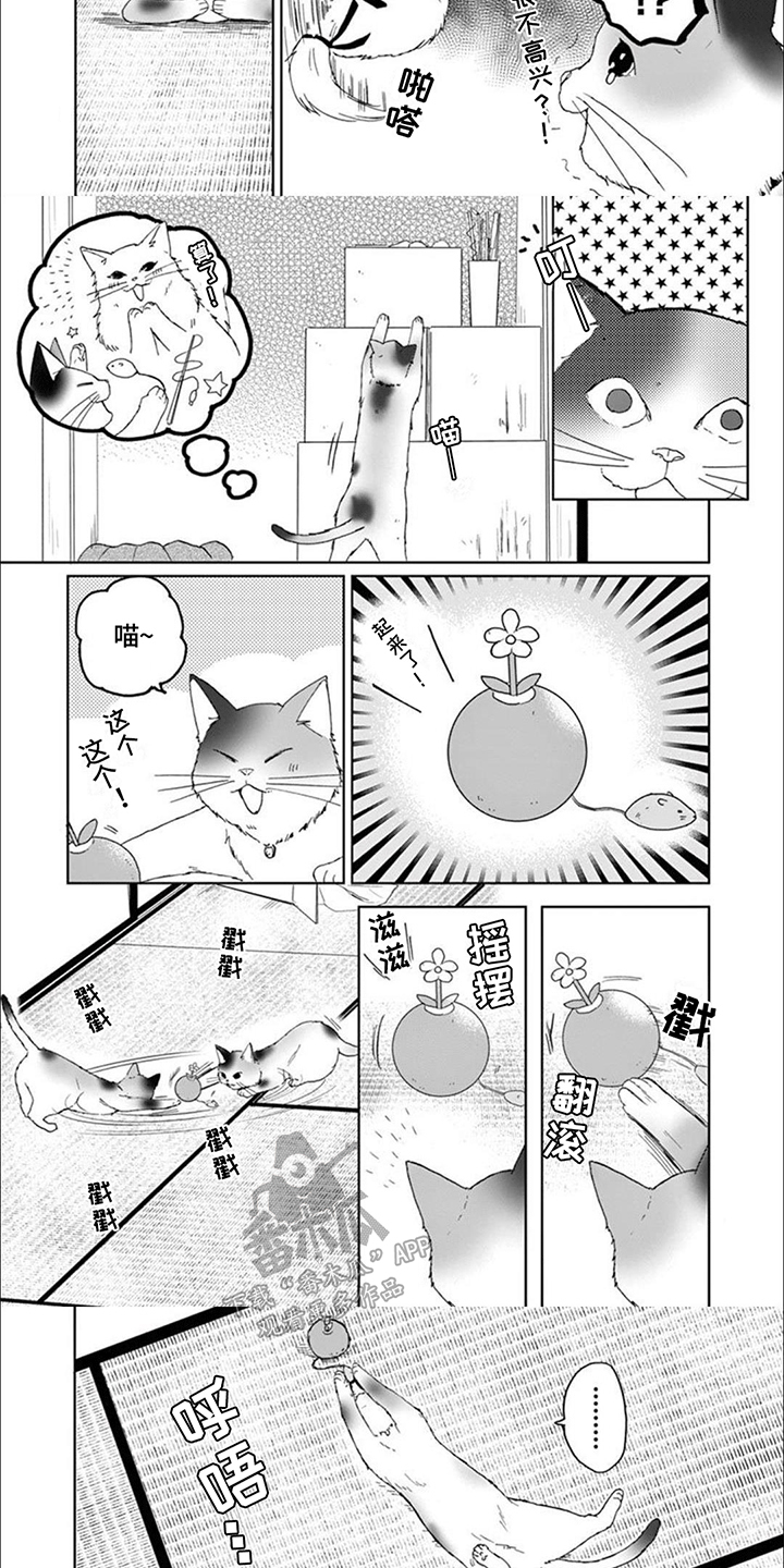 三花猫猫部漫画,第8话1图