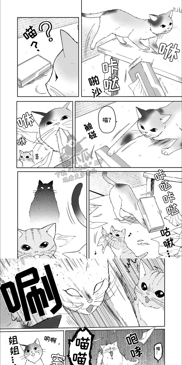 三花猫猫部漫画,第8话4图