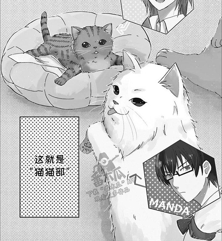 三花猫猫部漫画,第1话4图