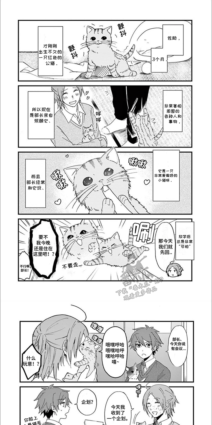 三花猫猫部漫画,第2话1图