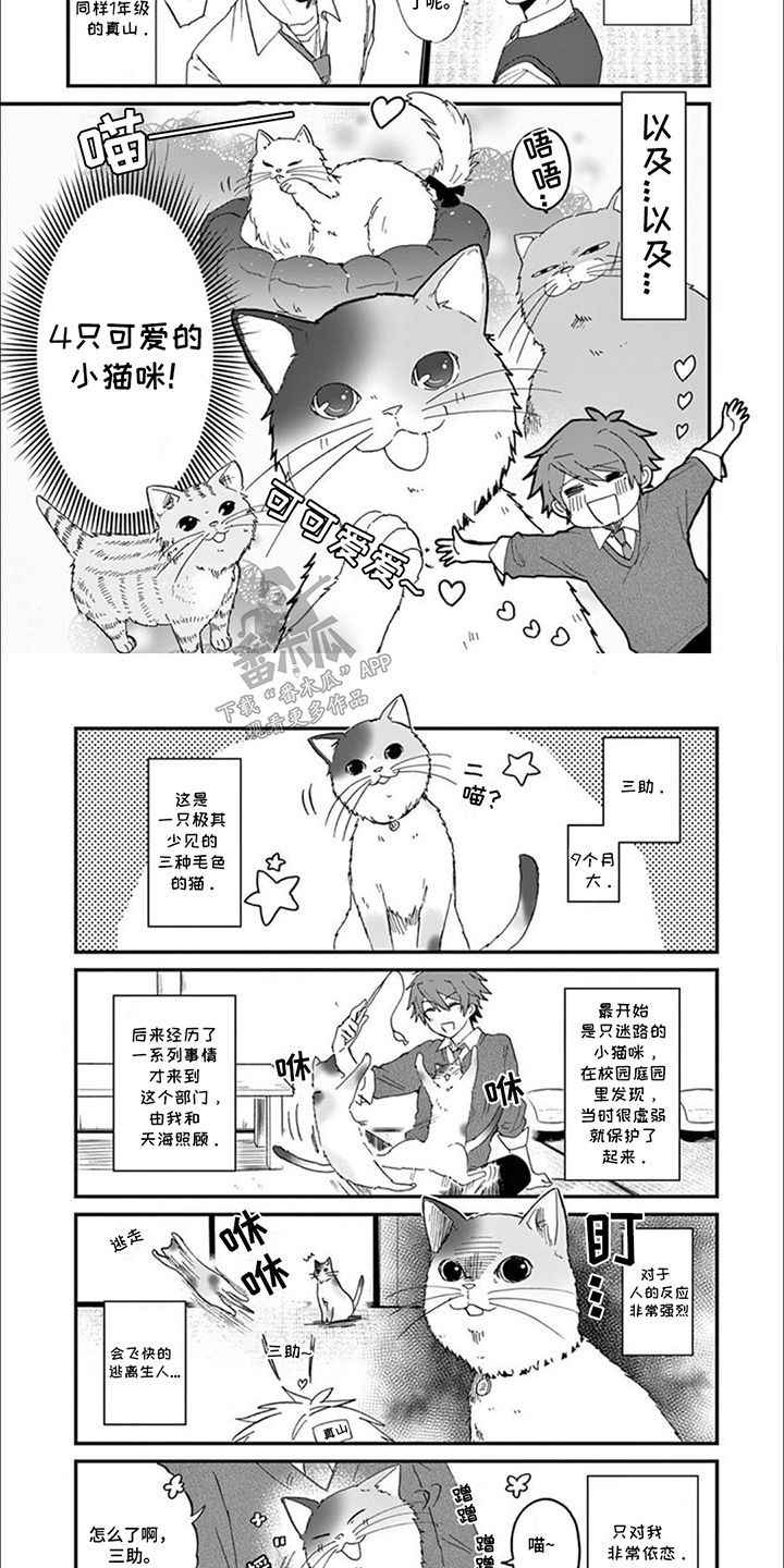 三花猫猫部漫画,第1话1图