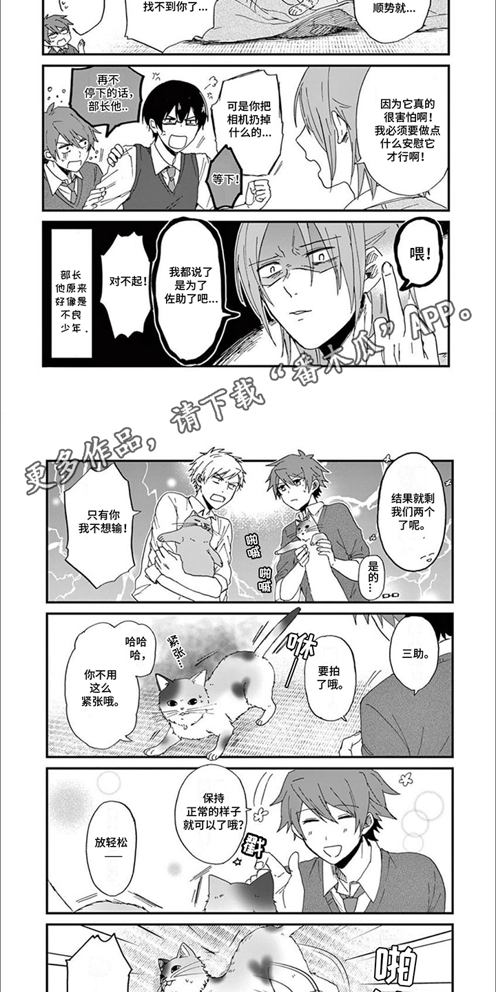 三花猫视频小奶猫漫画,第2话1图