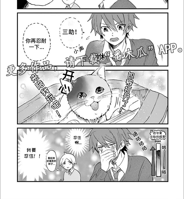 三花猫猫界女神的介绍漫画,第4话3图