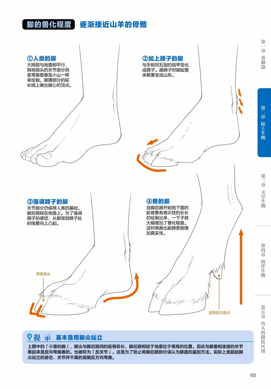 兽人的描绘方法 -从真实系兽人到抽象系兽人漫画,第2.3话陆上生物有蹄类兽人的描绘方法3图