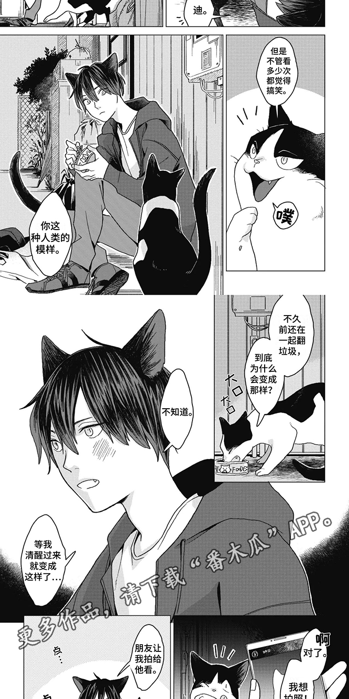 猫猫想要被抚摸漫画,第1话1图