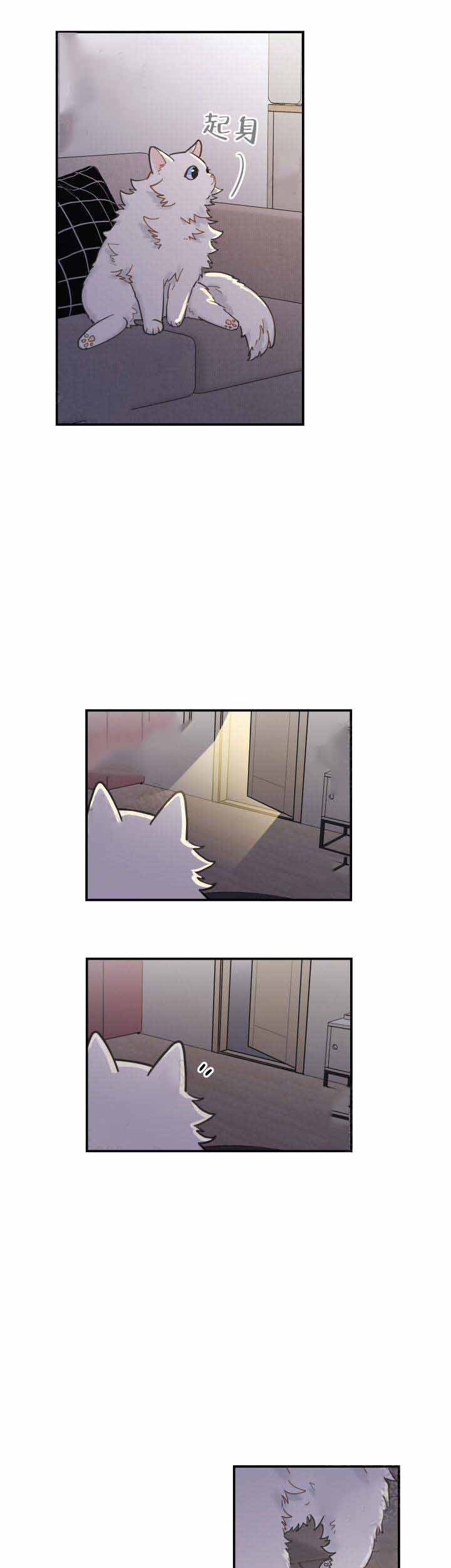 我唯一的猫猫漫画,第4话4图