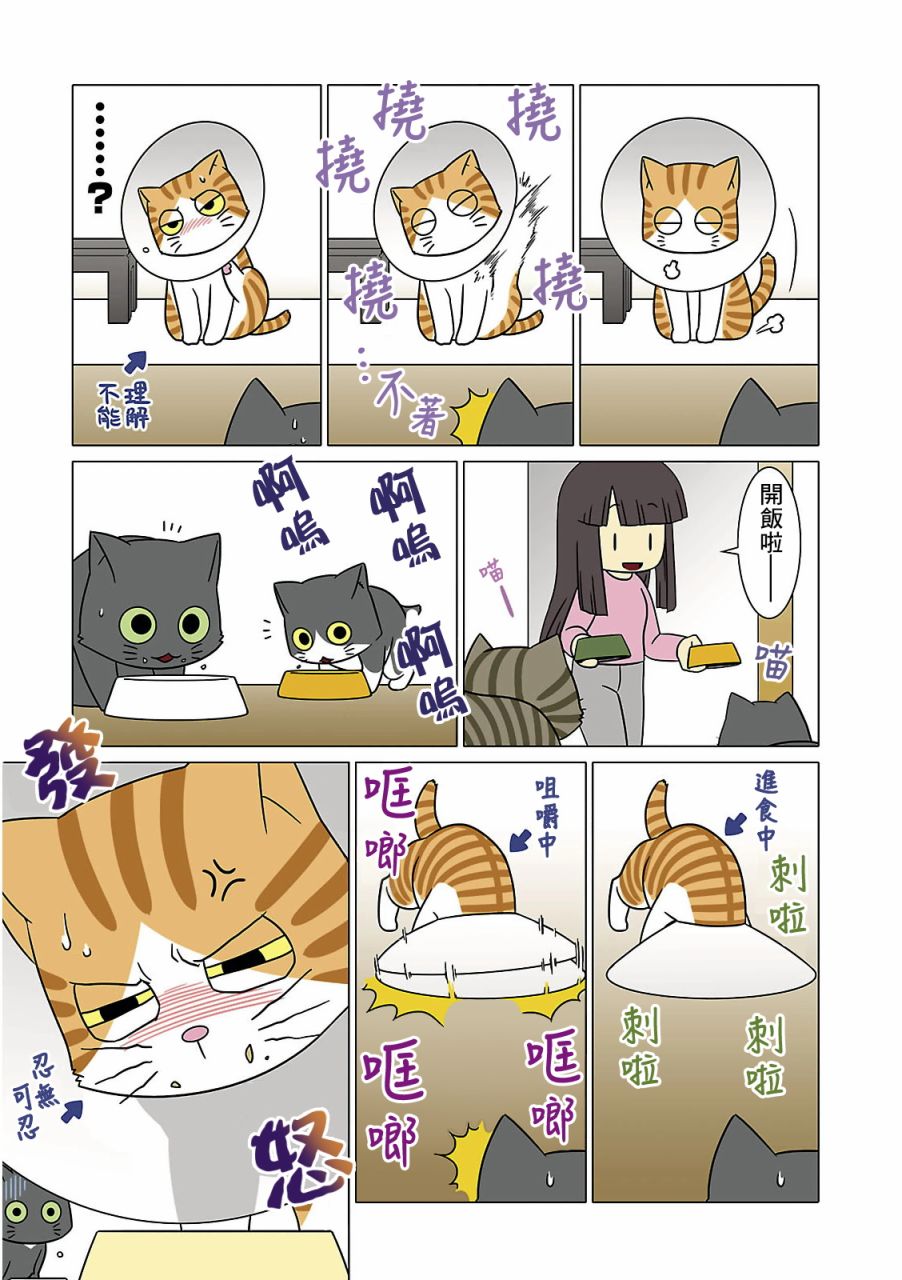 猫和我的日常漫画,第5话3图